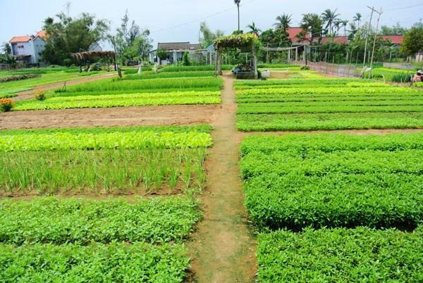 Green House Homestay Hoi An Exteriér fotografie